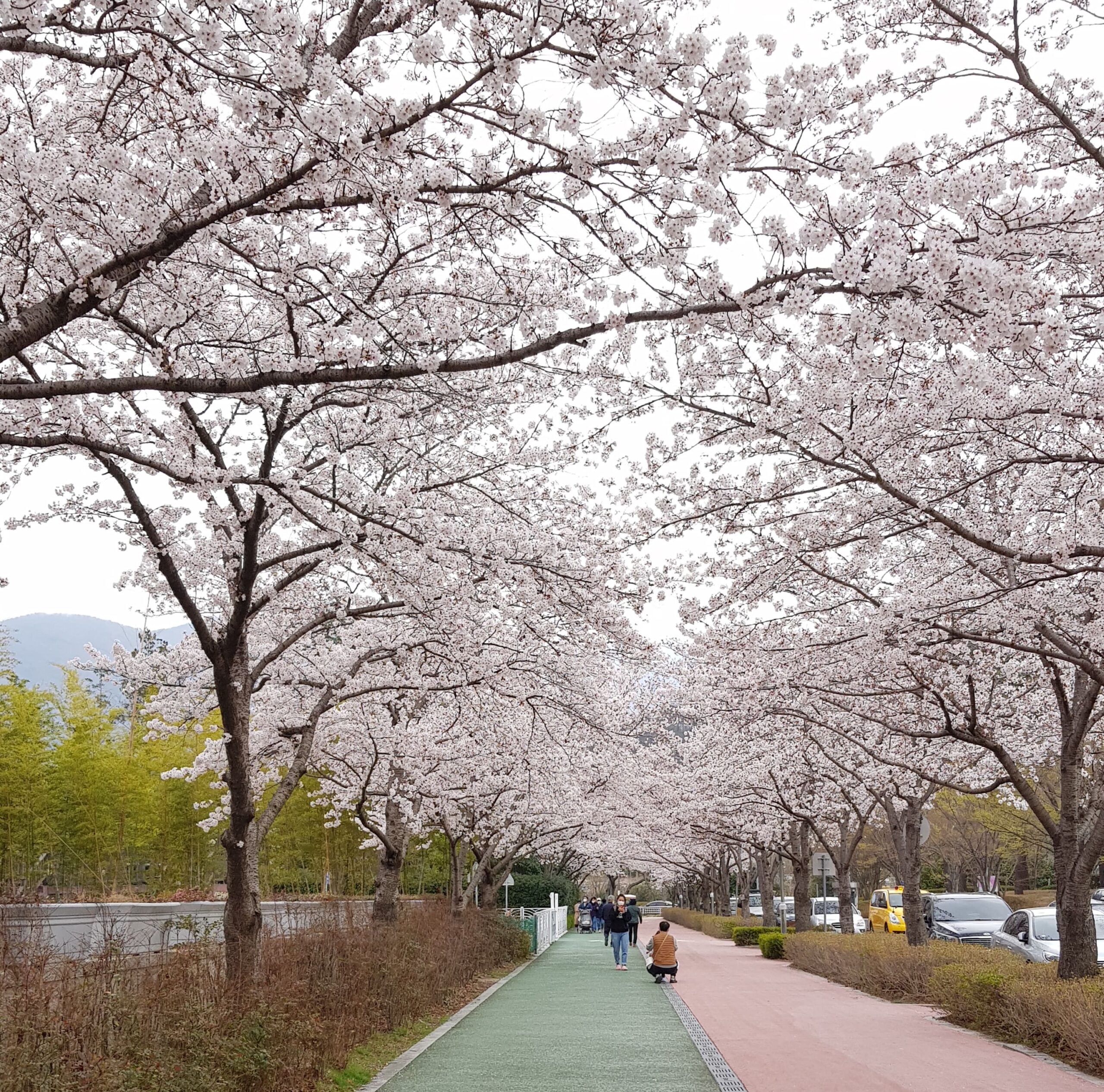 釜山　桜2021 4